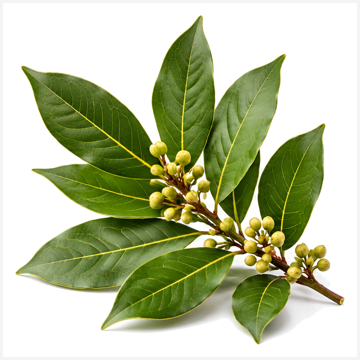 Bay Laurel Through History: Uses, Tea, Edibility and Modern Findings